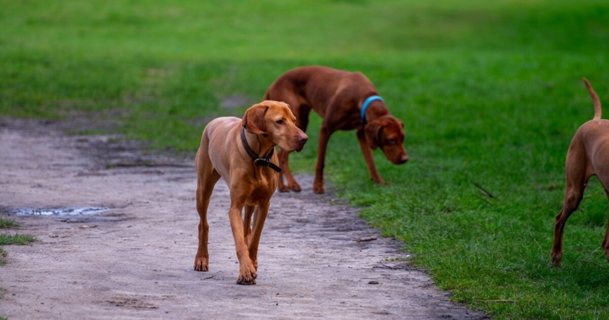 How to Socialise a Rescue Dog in Essex | Foxes Farm Fields
