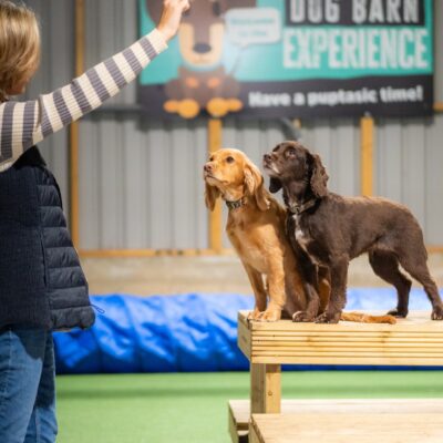 Dog barn training