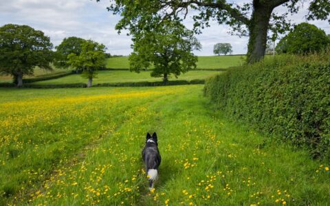 A dog walking off-lead along a wildflower-lined countryside path in Essex