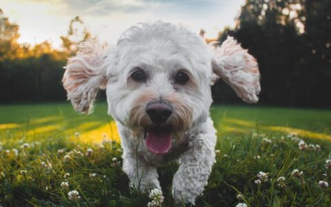 A fluffy white dog panting happily while running through a sunlit grass field during hot summer weather