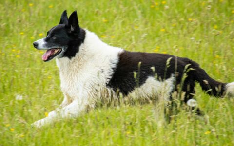 A dog running freely through a green summer meadow — private dog walking fields in Essex