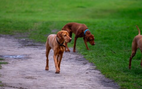 Dogs walking over Essex