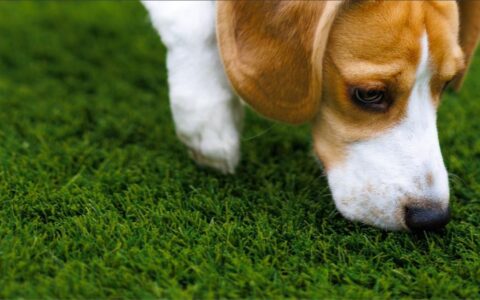 Beagle dog sniffing grass outdoors, illustrating the nose-first exploring that puts dogs at risk of wasp stings during Essex's late-summer wasp season