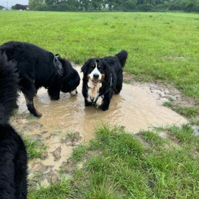 Puddle with a dog