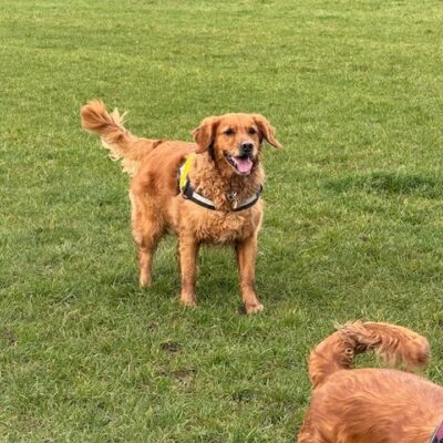Dog walking field in April