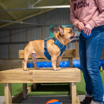 Dog play obstacle