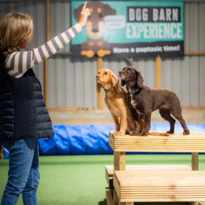 Essex dog trainer
