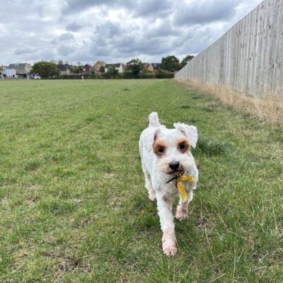 Private Enclosed Fields To Hire