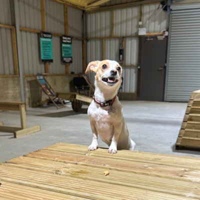 Colchester dog barn