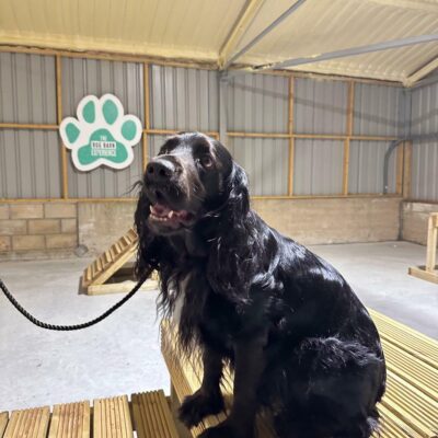 Dog sitting inside a barn