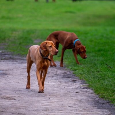 Dog walks in Essex