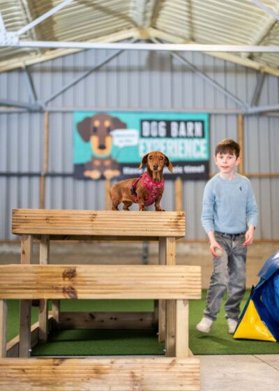 Colchester dog exercise barn