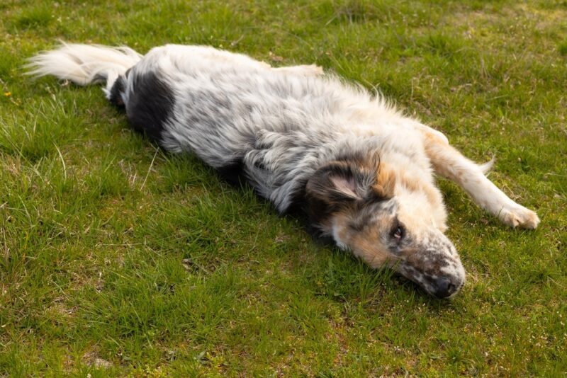 Resting dog
