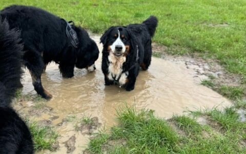 Puddle with a dog