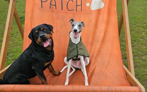Essex Paw Patch Giant Deck Chair