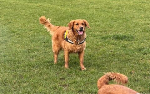 Dog walking field in April