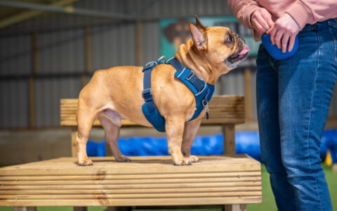 Dog play obstacle