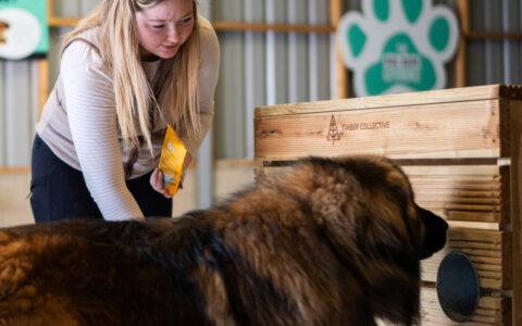 Dog barn walking Colchester Essex