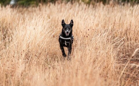 Dog running across a summer field of tall grass in warm sunlight